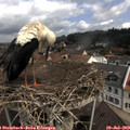 11_05-nest.jpg