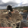 11_10-nest.jpg