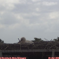 11_15-mast.jpg