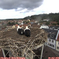 11_15-nest.jpg