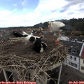11_20-nest.jpg