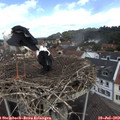 11_25-nest.jpg