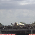 11_30-mast.jpg