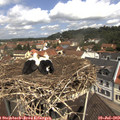 11_30-nest.jpg