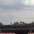 11_35-mast.jpg