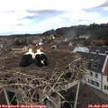 11_35-nest.jpg