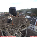 11_40-nest.jpg