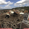 11_45-nest.jpg