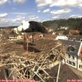 11_50-nest.jpg