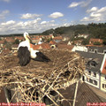 11_55-nest.jpg