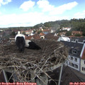 12_00-nest.jpg