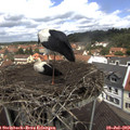 12_10-nest.jpg
