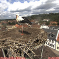 12_20-nest.jpg