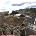12_25-nest.jpg