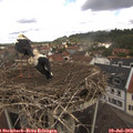 12_30-nest.jpg