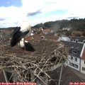 12_40-nest.jpg