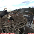 12_45-nest.jpg