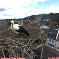 12_50-nest.jpg