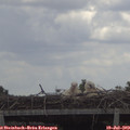 12_55-mast.jpg