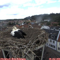 12_55-nest.jpg