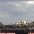 13_00-mast.jpg