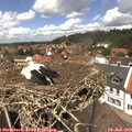 13_15-nest.jpg