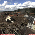 13_25-nest.jpg