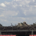 13_30-mast.jpg