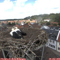 13_30-nest.jpg