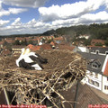 13_35-nest.jpg