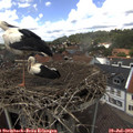 13_40-nest.jpg