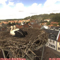13_45-nest.jpg