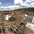 13_50-nest.jpg