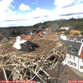 13_55-nest.jpg