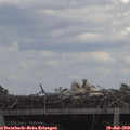 14_00-mast.jpg