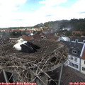 14_00-nest.jpg
