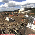 14_10-nest.jpg