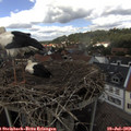 14_15-nest.jpg