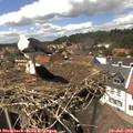 14_20-nest.jpg