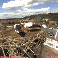 14_25-nest.jpg
