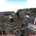 14_40-nest.jpg