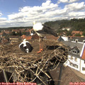 14_50-nest.jpg