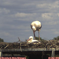 14_55-mast.jpg