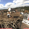 15_00-nest.jpg