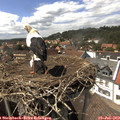 15_05-nest.jpg