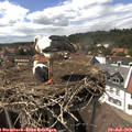 15_10-nest.jpg