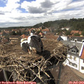 15_15-nest.jpg