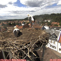 15_20-nest.jpg