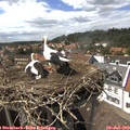 15_25-nest.jpg