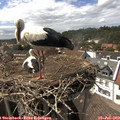 15_30-nest.jpg